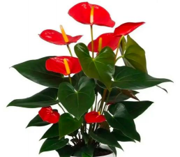 红的花什么最好养