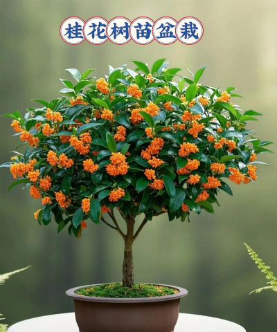 桂花旁边种什么花好看