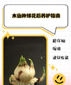 如何让水仙花球