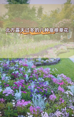 为什么露地花卉要越冬