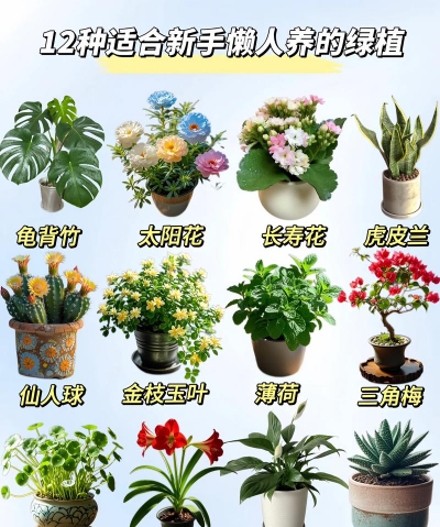 家庭养花植物