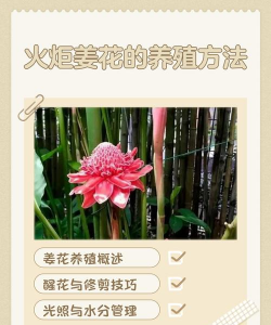 姜花夏天怎么养