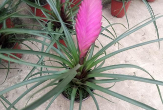 铁兰花变绿怎么剪了