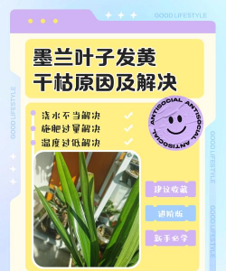 兰花叶发黄怎么养