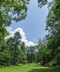 贵州山林栽什么景观树