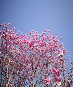 春天会有什么花开放