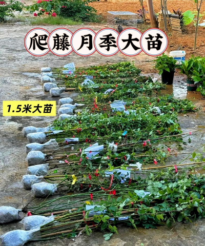 藤月什么时候施肥