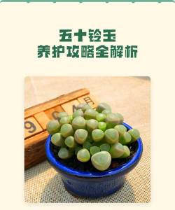 怎么养活五十铃