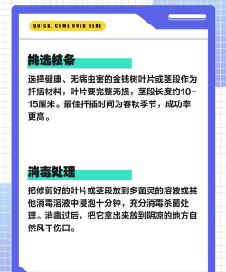 金钱树怎么促芽