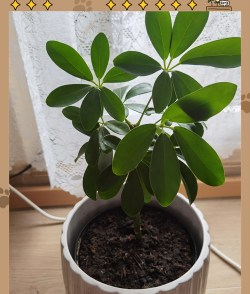 鸭脚木叶子红点什么病