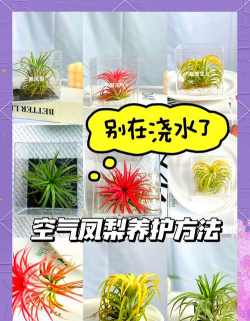 空气凤梨花怎么处理 空气凤梨花怎么处理