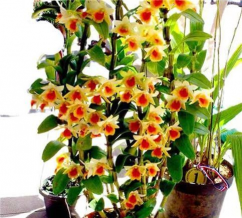 黑毛石斛怎么种植