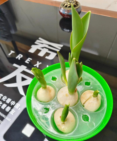 发根的花发什么发根