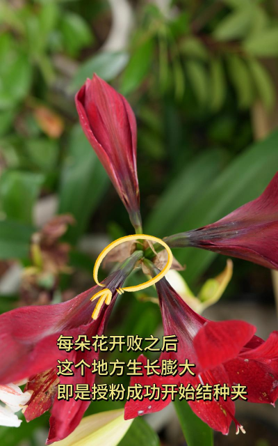 朱顶红如何繁殖