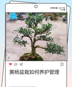 如何使黄杨发芽