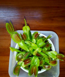 用什么种捕蝇草