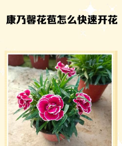 康乃馨如何开花