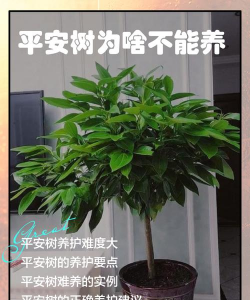 平安树为什么不好养