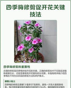 四季梅如何修剪