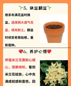 米兰花期怎么养护