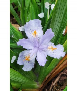 蝴蝶吃的是什么花