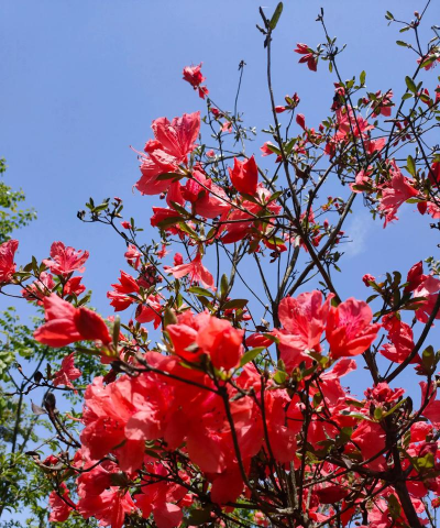 杜鹃花配什么花