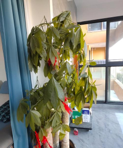 发财树冬天为什么