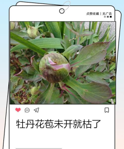 牡丹枯枝怎么回事