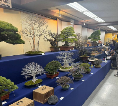 日本什么地方卖盆景