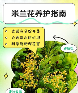 米兰花怎么养施肥