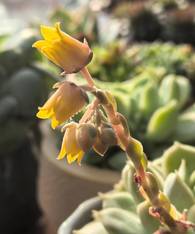 星美人开花怎么处理