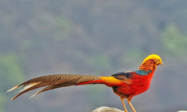 冬季锦鸡如何放音