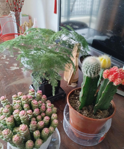 无聊养花怎么回复