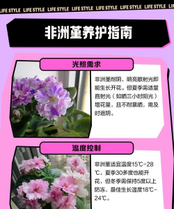 非洲堇为什么养不好