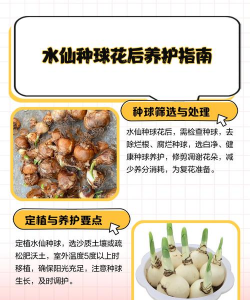如何让水仙花球
