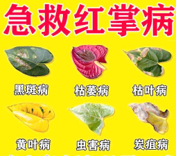 红掌为什么花烂了