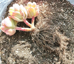 多肉断头怎么发根