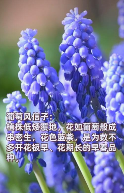 为什么露地花卉要越冬