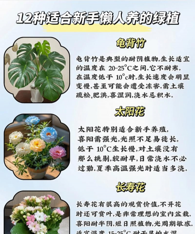 家庭养花植物