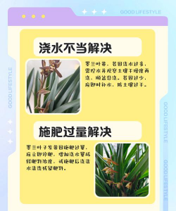 兰花叶发黄怎么养