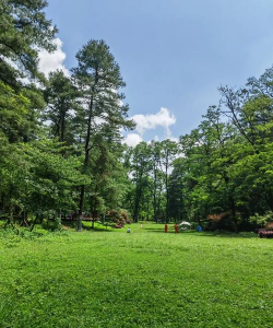 贵州山林栽什么景观树