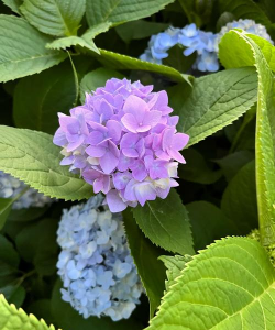 春天会有什么花开放