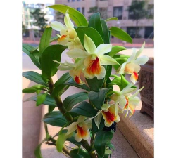 黑毛石斛怎么种植