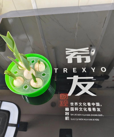 发根的花发什么发根