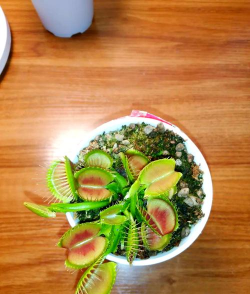 用什么种捕蝇草