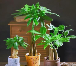 发财树冬天为什么