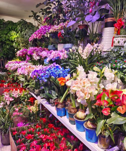 花卉市场怎么经营