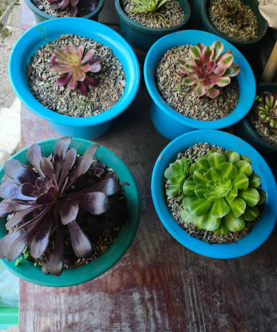 无聊养花怎么回复