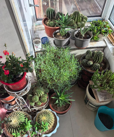 家护院里养花 家护院里养花