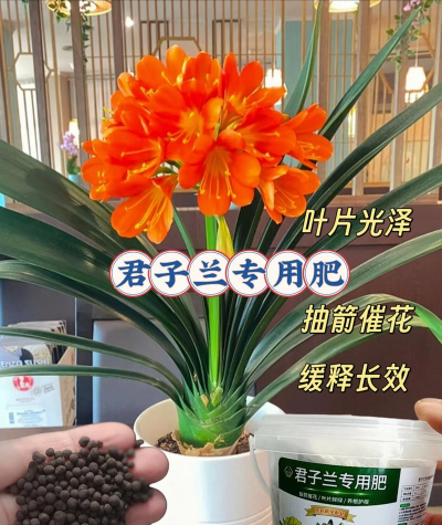 君子兰用什么底肥